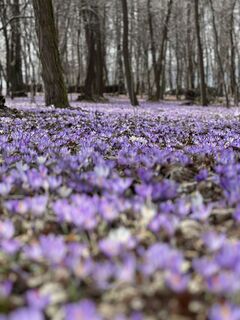 Krokus entlang der Mur
