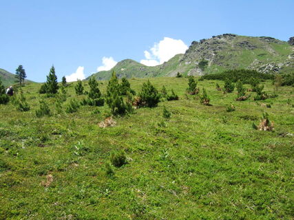 Trenchtling / Edelweißwiese
