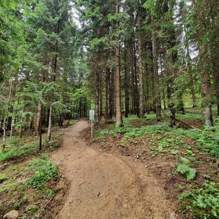 Sidegartner Trail T44