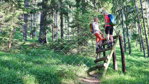 Überstieg über den Wildzaun