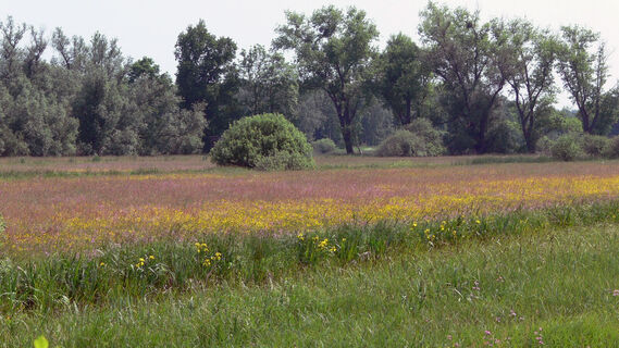 Zemljevid
