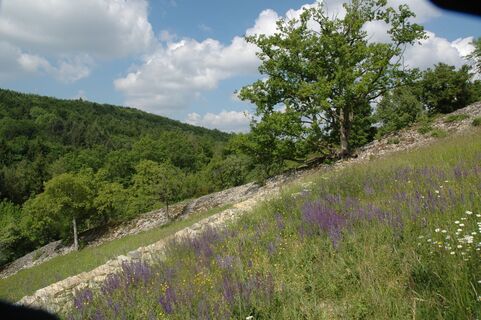 Naturschutzgebiet Essigberg/Hörnle | Roigheim | HeilbronnerLand