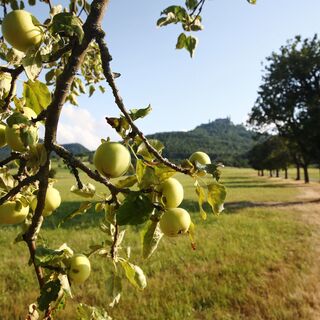 Obstwiesen-Tour bei Boll