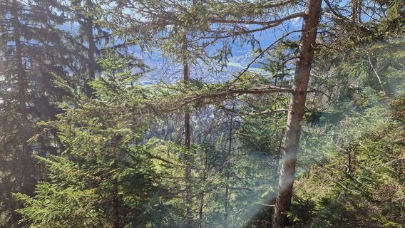 Blick durch den Wald nach Garmisch