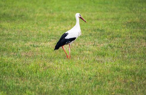 isselburg-natur-03