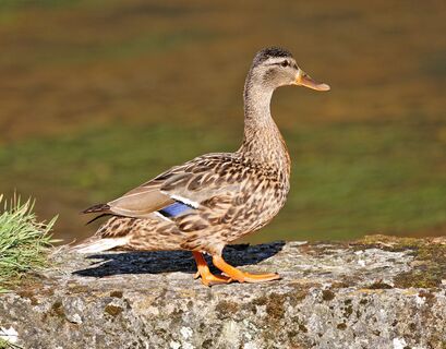 Wildente an der Gölsen