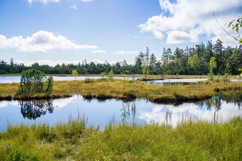 Das Hochmoorgebiet rund um den Wildsee bietet Idylle pur