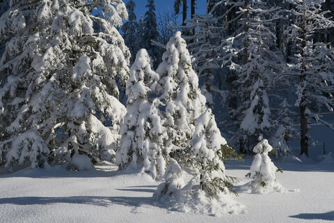 Unterwegs im Winterwald
