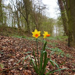 Frühlingserwachen