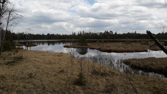 Wildseemoor