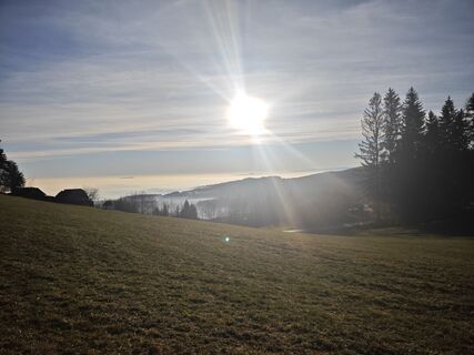 Fotografie de la Koisiegi Japankoi-Bonsai de-a lungul turului