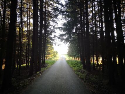 Waldweg Richtung Haiden