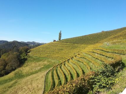 Blick auf die Weingärten der FS Silberberg / Weinlehrpfad