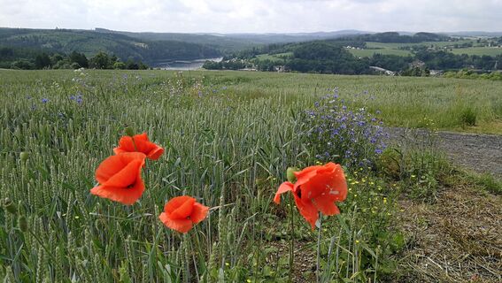 Rund um den Kulm bei Saalburg