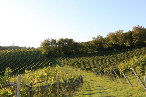 Zwischen den Weingärten