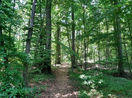 Wanderweg Lamspringe Niedere Berge