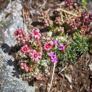 Alpenblumen Alpenblumenpromenade Saas-Grund