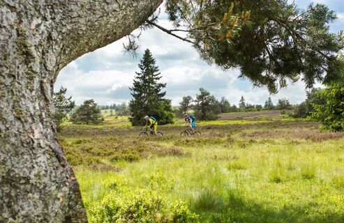 Mountainbiker in Heidelandschaft mit Kiefern