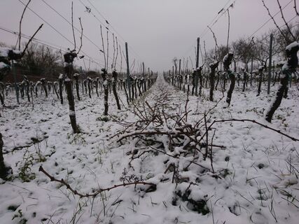 Weinberg im Winterschlaf
