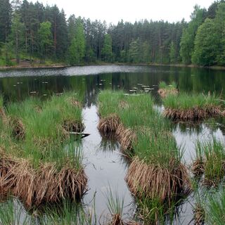 Saramättäät im Lammassaari-Teich