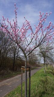 Mandelblüte bei Kallstadt
