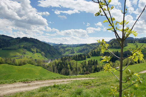Oberhelfenschwil