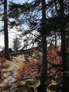 Das Gipfelkreuz Brandstein in Sicht.