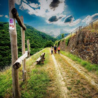 Traumschleife Schwede-Bure - in den Weinbergen