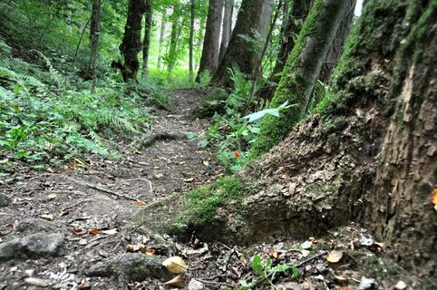 Wunderschöne Pfade durch den Wald