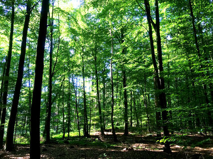 Wandern mit Kindern auf dem Waldlehrpfad Vosspäddken in der Erlebnisregion Artland