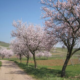 Mandelbäume