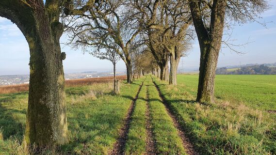 Allee nach Grieskirchen