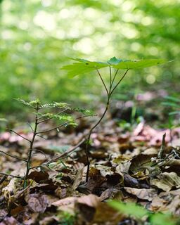 Aufwuchs im UrwladProjekt