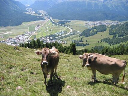 Blick von der Alp Muntatsch aufs Tal