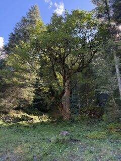 Fotografia z Bahn Micha na trase