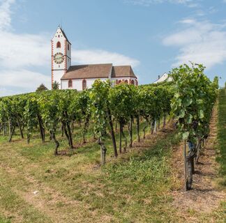 Hallau_Bergkirche_Reben