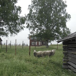 Schafe bei Levävaaran