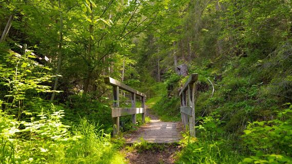 Holzbrücke im Wald