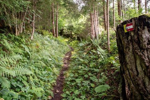 Steiler Waldweg im Abstieg