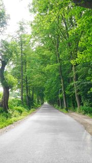 Alte Baumallee bei Bad Seebruch