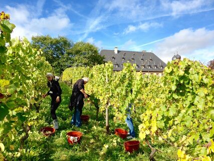 Weinernte Schloss Vollrads