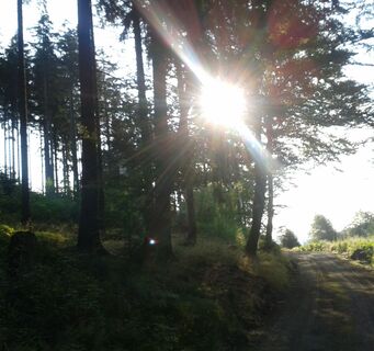 Ein Sonnenstrahl fällt durch die Bäume