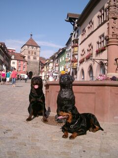 Rottweiler Hund