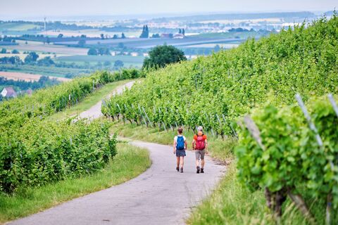 Wanderer in den Weinbergen bei Pfedelbach