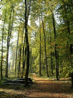 Buchenwald in Gailingen