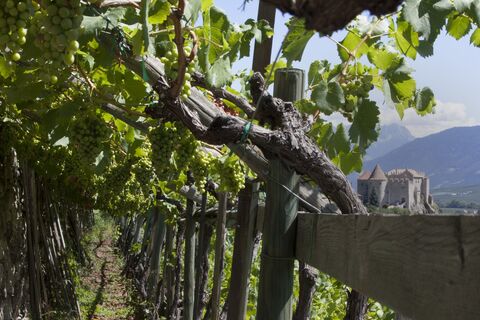 Suedtirol, Vinschgau, Kastelbell, Schloss, Weinberg,