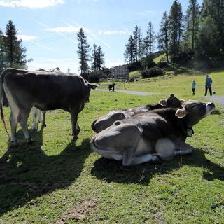 Das Gebiet um den Gamskogel bedeutet höchsten Genuss für alle Zwei- und Vierbeiner.