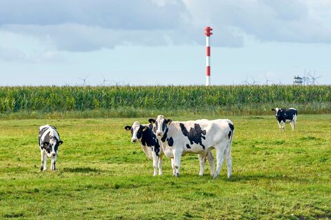 Kühe bei den Kehdinger Leuchttürmen