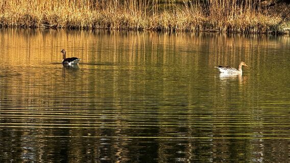 Foto von Aves entlang der Tour
