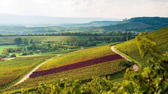 Ausblick vom Natur- und Weinlehrpfad im Zweifelberg | Brackenheim | HeilbronnerLand